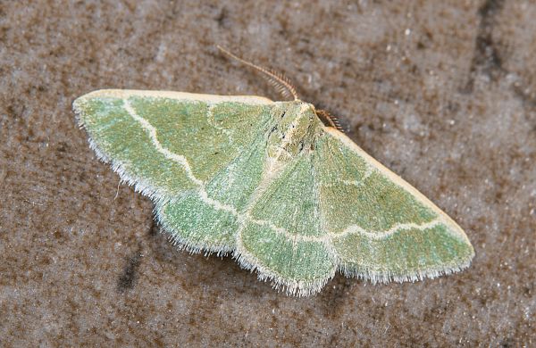 Chlorissa cloraria WaldheidenGrünspanner